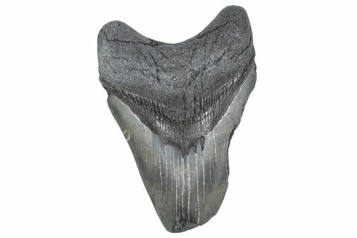 Bargain, , Fossil Megalodon Tooth - Georgia #338736